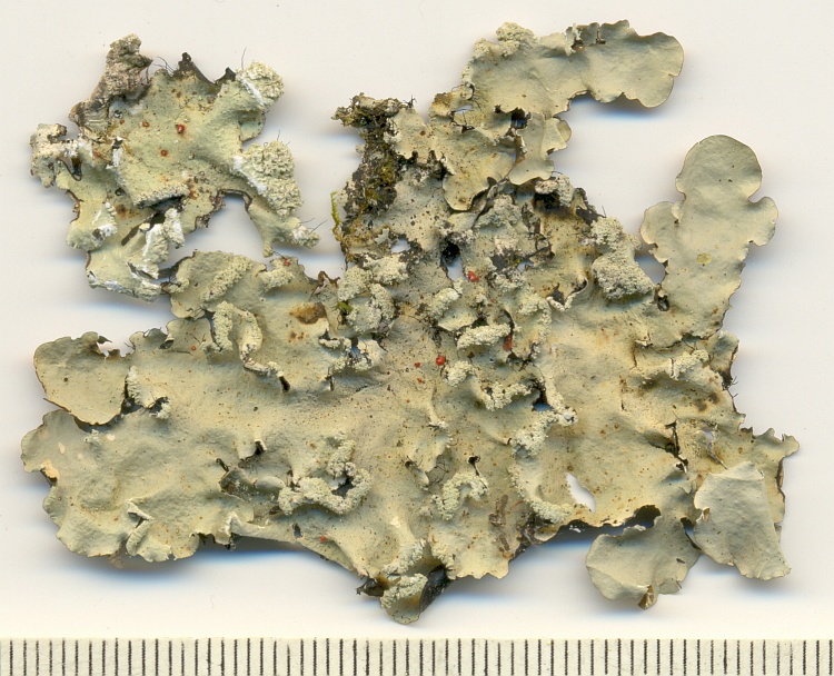 Parmotrema araucariarum from Brazil, Paraná, Guaraqueçaba leg. C.G. Donha 1687a (UPCB)